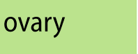 Text ovary